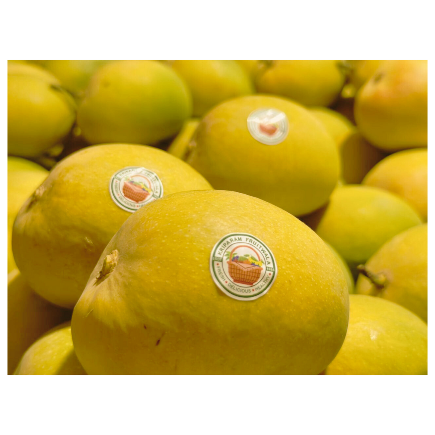 Alphonso (Hapus) Mango - Jumbo size